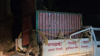 कटघोरा वनमंडल की सतर्कता से तेंदुए का सफल रेस्क्यू और शिकारी गिरफ्तार कटघोरा वनमंडल की सतर्कता से तेंदुए का सफल रेस्क्यू और शिकारी गिरफ्तार