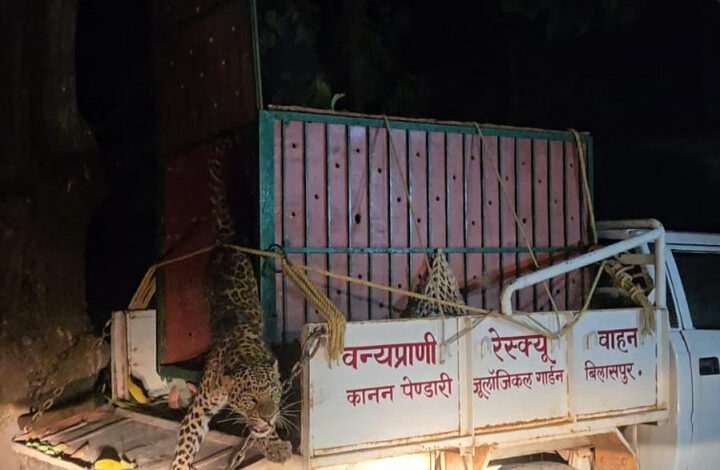 कटघोरा वनमंडल की सतर्कता से तेंदुए का सफल रेस्क्यू और शिकारी गिरफ्तार