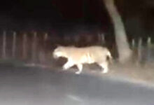 सड़क पर दौड़ते हुए देखा गया बाघ, साथ में दिखी लोमड़ी