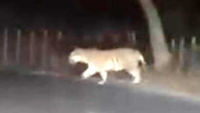 सड़क पर दौड़ते हुए देखा गया बाघ, साथ में दिखी लोमड़ी