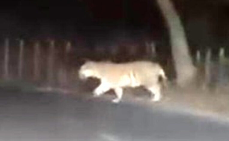 सड़क पर दौड़ते हुए देखा गया बाघ, साथ में दिखी लोमड़ी