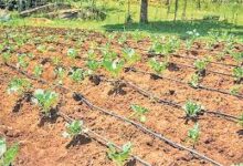 अरपा लिंक और खोंगसरा सिंचाई योजना के कार्यों के लिए 7.50 करोड़ स्वीकृत