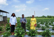 ग्राफ्टेड बैगन से 16 लाख की आमदनी, उन्नत तकनीक से खेती कर किसान चिंतामणी ने बढ़ाई अपनी आमदनी