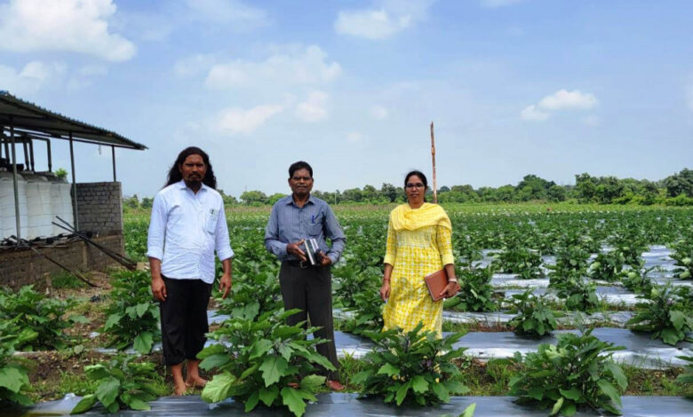 ग्राफ्टेड बैगन से 16 लाख की आमदनी, उन्नत तकनीक से खेती कर किसान चिंतामणी ने बढ़ाई अपनी आमदनी ग्राफ्टेड बैगन से 16 लाख की आमदनी, उन्नत तकनीक से खेती कर किसान चिंतामणी ने बढ़ाई अपनी आमदनी