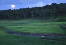 13 से सजेगा तीन दिवसीय मैनपाट महोत्सव का भव्य मंच, मनोज तिवारी और बॉलीवुड सिंगर कनिका बिखेरेंगी जलवा