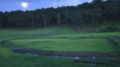 13 से सजेगा तीन दिवसीय मैनपाट महोत्सव का भव्य मंच, मनोज तिवारी और बॉलीवुड सिंगर कनिका बिखेरेंगी जलवा