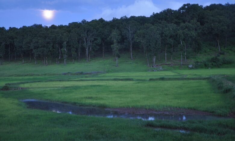 13 से सजेगा तीन दिवसीय मैनपाट महोत्सव का भव्य मंच, मनोज तिवारी और बॉलीवुड सिंगर कनिका बिखेरेंगी जलवा