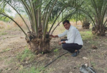 पाम ऑयल की खेती से किसान मुकेश कमा रहे हैं एक पेड़ से 3 हजार वार्षिक आय