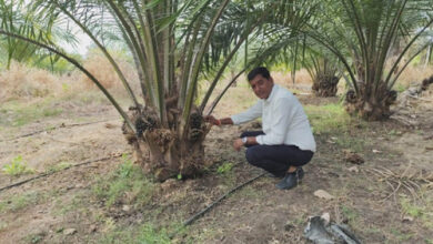 पाम ऑयल की खेती से किसान मुकेश कमा रहे हैं एक पेड़ से 3 हजार वार्षिक आय