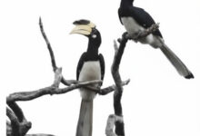 दुर्लभ हॉर्नबिल संरक्षण की विशेष पहल :उदंती-सीतानदी में विकसित हो रहे प्राकृतिक उद्यान