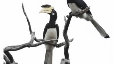 दुर्लभ हॉर्नबिल संरक्षण की विशेष पहल :उदंती-सीतानदी में विकसित हो रहे प्राकृतिक उद्यान