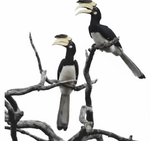 दुर्लभ हॉर्नबिल संरक्षण की विशेष पहल :उदंती-सीतानदी में विकसित हो रहे प्राकृतिक उद्यान