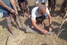 मगरमच्छ का सुरक्षित रेस्क्यू, जंगल सफारी में मिला नया आश्रय