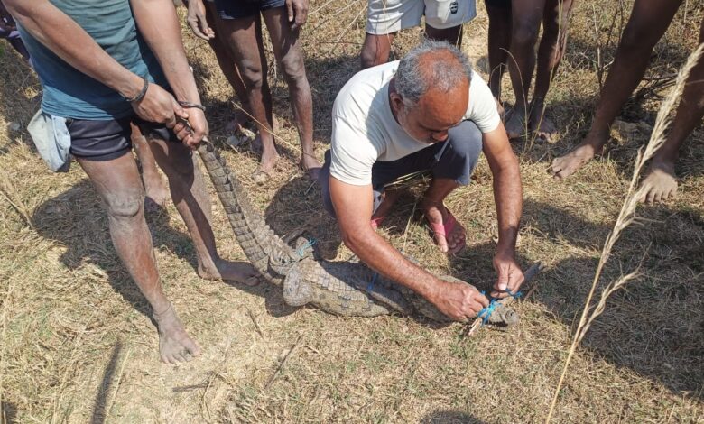 मगरमच्छ का सुरक्षित रेस्क्यू, जंगल सफारी में मिला नया आश्रय