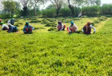 धान से ब्राम्ही तक : कम लागत में अधिक लाभ की ओर अग्रसर किसान