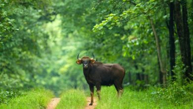 बारनवापारा अभयारण्य, जहां हर कदम पर है प्रकृति का रोमांच