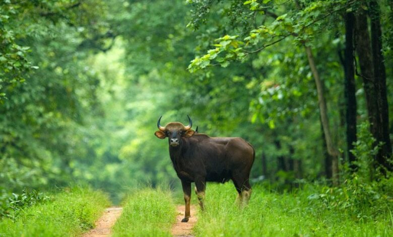 बारनवापारा अभयारण्य, जहां हर कदम पर है प्रकृति का रोमांच बारनवापारा अभयारण्य, जहां हर कदम पर है प्रकृति का रोमांच