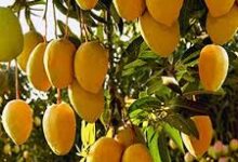 27 फरवरी को होगी आम फलों की नीलामी