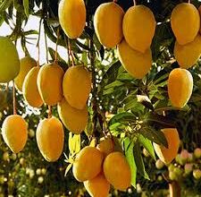 27 फरवरी को होगी आम फलों की नीलामी 27 फरवरी को होगी आम फलों की नीलामी