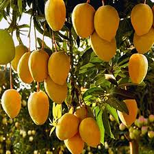 27 फरवरी को होगी आम फलों की नीलामी 27 फरवरी को होगी आम फलों की नीलामी