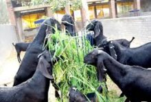 बस्तर व सरगुजा में खुलेंगे राईस मिल, पोल्ट्री, बकरीपालन फार्म व वनोपज प्रसंस्करण