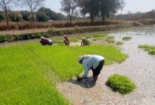 धान के साथ वैकल्पिक फसलों की ओर बढ़ते धमतरी के किसान, रागी की खेती में बढ़ी भागीदारी