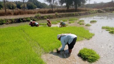 धान के साथ वैकल्पिक फसलों की ओर बढ़ते धमतरी के किसान, रागी की खेती में बढ़ी भागीदारी