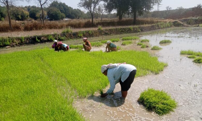 धान के साथ वैकल्पिक फसलों की ओर बढ़ते धमतरी के किसान, रागी की खेती में बढ़ी भागीदारी