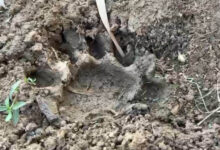 प्रवीर वार्ड में बाघ जैसे पंजों के निशान मिेले, वन विभाग बोला- ठोस सबूत नहीं