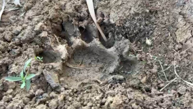 प्रवीर वार्ड में बाघ जैसे पंजों के निशान मिेले, वन विभाग बोला- ठोस सबूत नहीं प्रवीर वार्ड में बाघ जैसे पंजों के निशान मिेले, वन विभाग बोला- ठोस सबूत नहीं