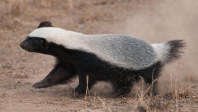 मरवाही में दुर्लभ हनी बैजर का जोड़ा देखा गया, वन्यजीव संरक्षण में सफलता