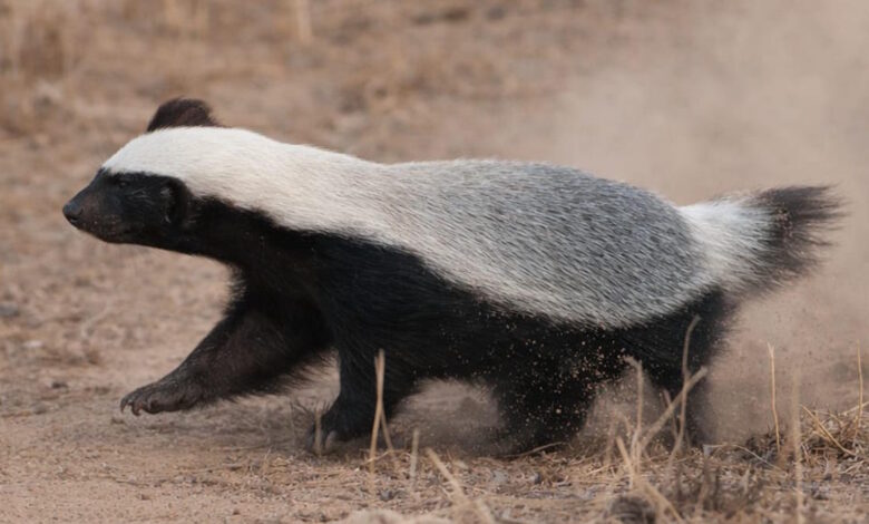मरवाही में दुर्लभ हनी बैजर का जोड़ा देखा गया, वन्यजीव संरक्षण में सफलता