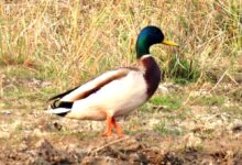 गिधवा टैंक में प्रवासी मल्लार्ड का आगमन, बढ़ी क्षेत्र की पहचान