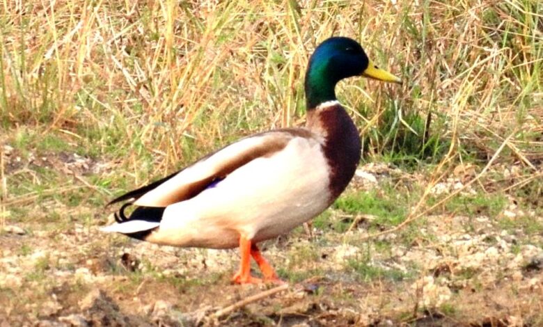 गिधवा टैंक में प्रवासी मल्लार्ड का आगमन, बढ़ी क्षेत्र की पहचान गिधवा टैंक में प्रवासी मल्लार्ड का आगमन, बढ़ी क्षेत्र की पहचान