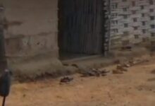 मांडवा ग्राम पंचायत में शिक्षा व्यवस्था की विफलता: बच्चे झोपड़ी में पढ़ाई कर रहे