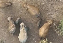 हाथियों का ड्रोन वीडियो वायरल जंगल में शावकों के साथ विचरण करता 11 हाथियों का दल