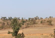 सिंगरौली के चितरंगी में सोने की खदान से रोजगार और विकास की उम्मीद