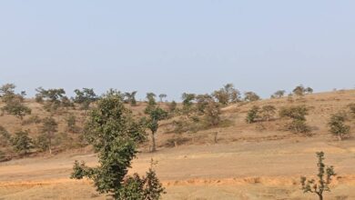 सिंगरौली के चितरंगी में सोने की खदान से रोजगार और विकास की उम्मीद