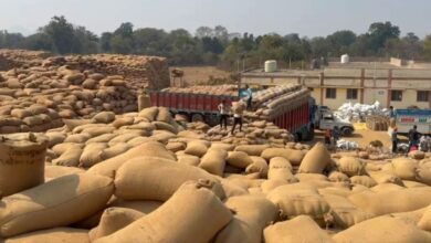 धान उठाव में सुस्ती खरीदी 50 लाख क्विंटल, परिवहन आधा भी नहीं