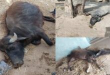 रहस्यमयी बीमारी का कहर, अनूपपुर के गांव में मवेशियों की मौतों से हड़कंप