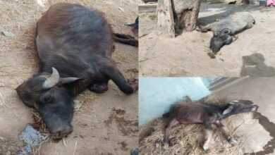 रहस्यमयी बीमारी का कहर, अनूपपुर के गांव में मवेशियों की मौतों से हड़कंप
