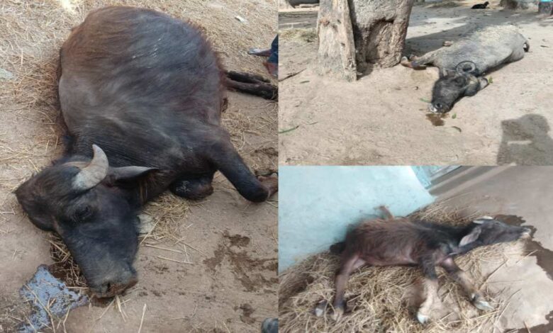 रहस्यमयी बीमारी का कहर, अनूपपुर के गांव में मवेशियों की मौतों से हड़कंप