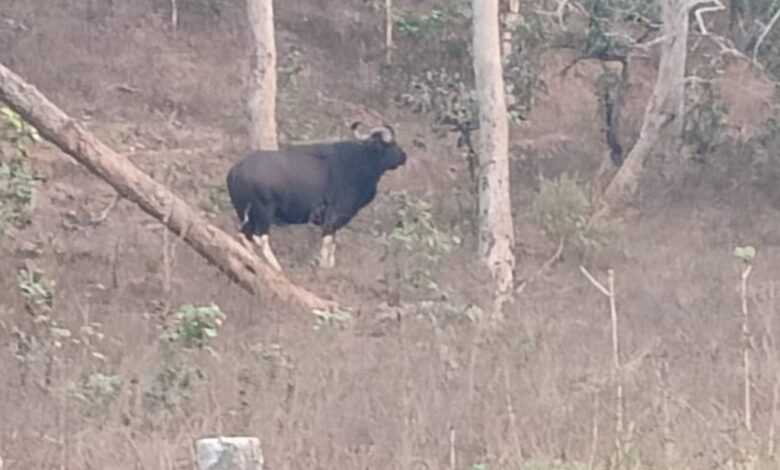 खैरागढ़ की घाटी में इंडियन बाइसन की मौजूदगी, वन विभाग अलर्ट