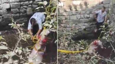 पंधाना ब्लॉक में बारात के दौरान घोड़ी कुएं में गिरने से दूल्हे ने बचाई जान