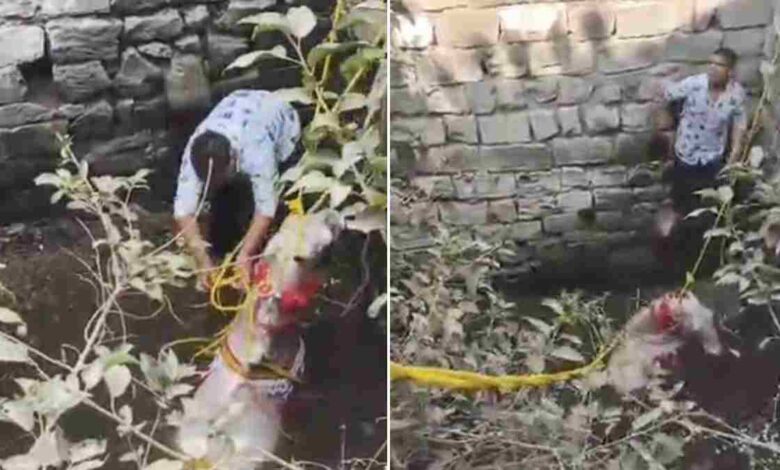 पंधाना ब्लॉक में बारात के दौरान घोड़ी कुएं में गिरने से दूल्हे ने बचाई जान