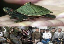 RPF, STF और वन विभाग की संयुक्त कार्रवाई, भोपाल स्टेशन पर 311 कछुए जब्त