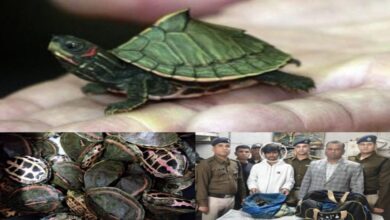 RPF, STF और वन विभाग की संयुक्त कार्रवाई, भोपाल स्टेशन पर 311 कछुए जब्त