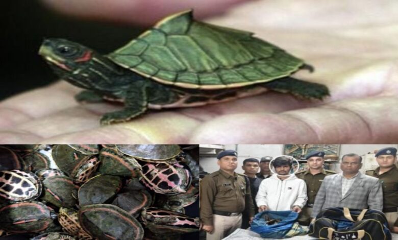 RPF, STF और वन विभाग की संयुक्त कार्रवाई, भोपाल स्टेशन पर 311 कछुए जब्त