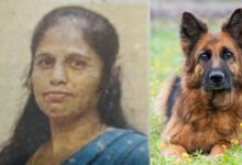 डॉग बाइट से महिला की मौत, आवारा कुत्तों का आतंक बढ़ा