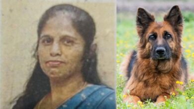 डॉग बाइट से महिला की मौत, आवारा कुत्तों का आतंक बढ़ा